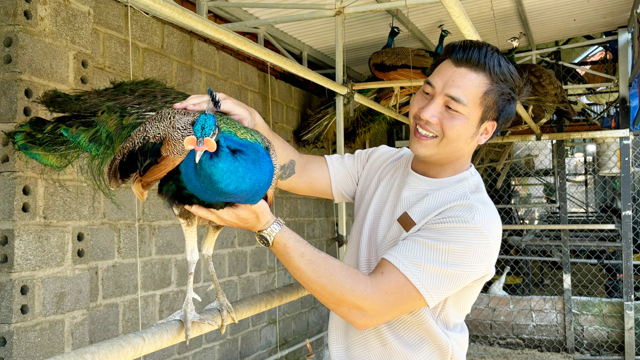 Trại chim công đẹp trên đất B’Lao