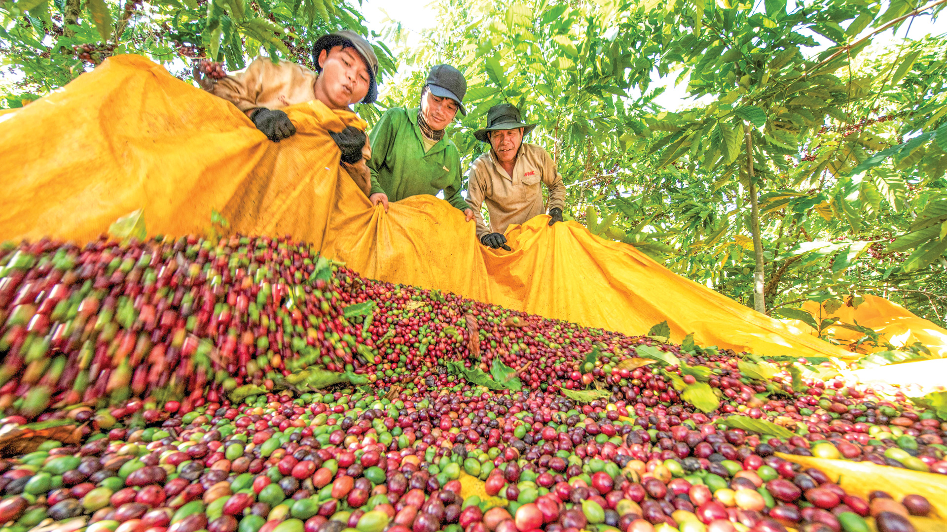 Hình thành những vùng chuyên canh nông nghiệp công nghệ cao
