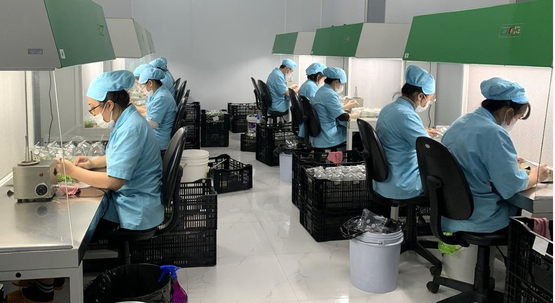 Liên kết sản xuất và xuất khẩu cây giống nuôi cấy mô