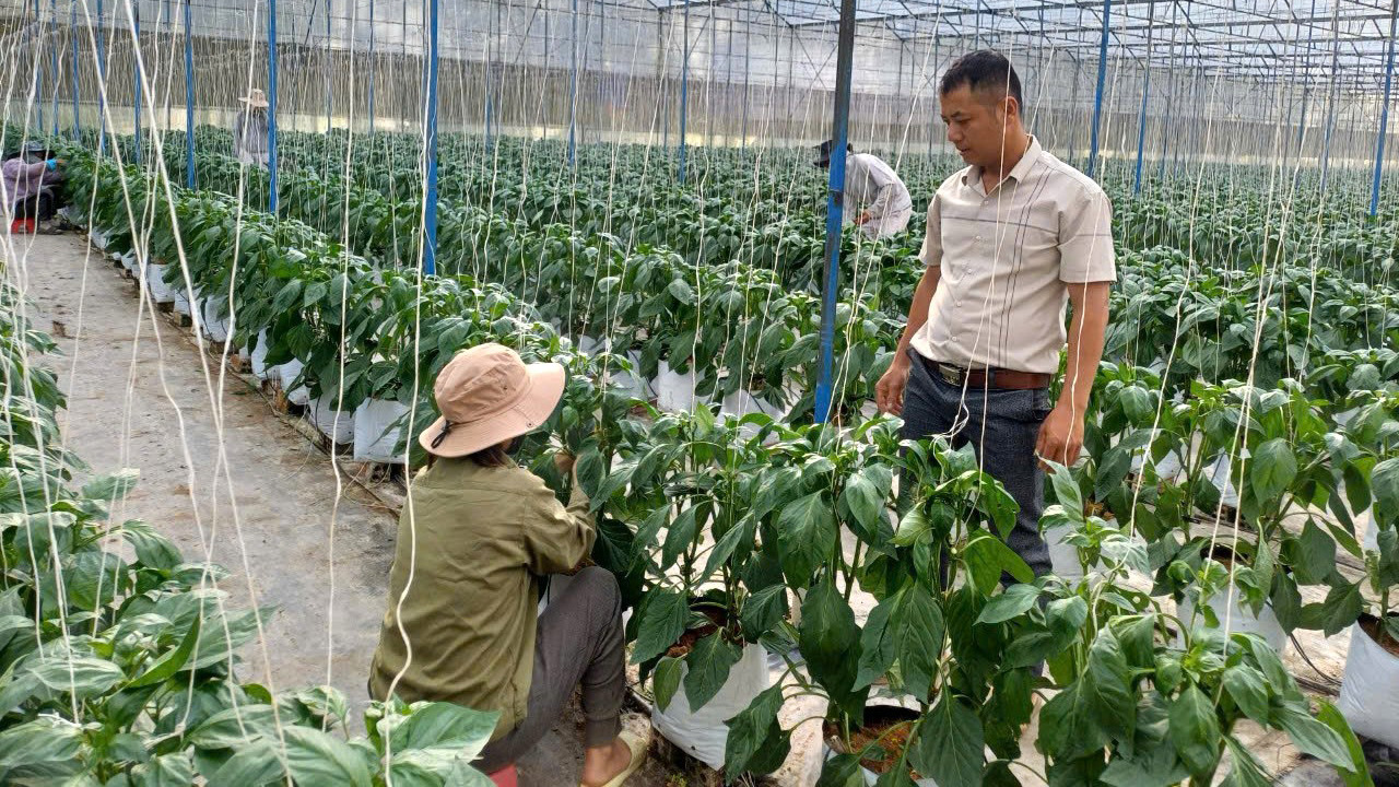Nhiều kết quả tích cực trong phát triển nông nghiệp, nông thôn ở Đam Rông