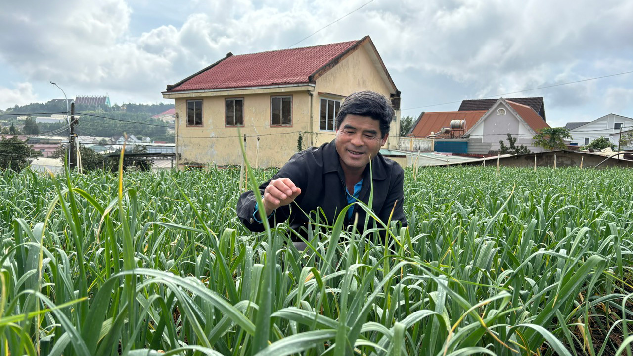 Thơm nồng tỏi tím Đà Lạt