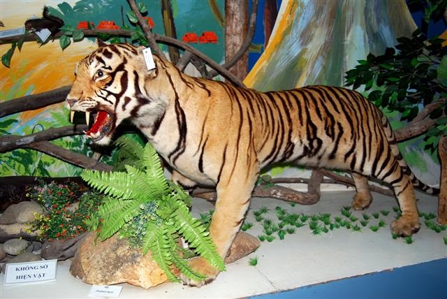 Mẫu nhồi hổ