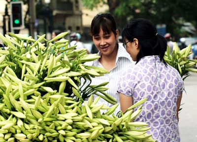 Hoa loa kèn
