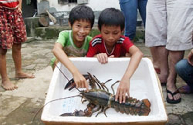Bắt được tôm hùm nước ngọt nặng 2,6 kg