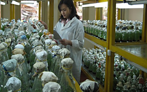Vẫn còn đang “thả nổi” các cơ sở nuôi cấy mô