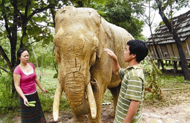 Ai trừng trị kẻ chém hàng trăm phát voi có đôi ngà đẹp?