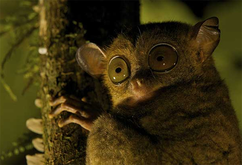 Khỉ lùn Tarsier trong khu bảo tồn Thung lũng Danum, vùng Sabah trên đảo Borneo thuộc Malaysia. Ảnh: Tim Laman.