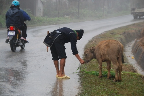 Sa Pa: rét đậm đột ngột, trâu gục chết