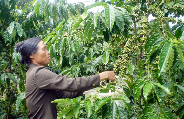 Nữ thương binh khai hoang vượt nghèo