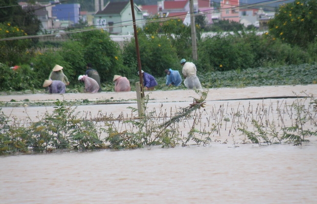 Thủy điện chưa hài hòa với lợi ích nhà nông