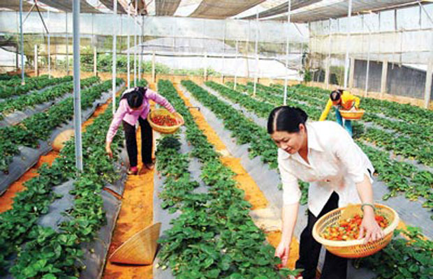 Dâu tây Đà Lạt chết hàng loạt