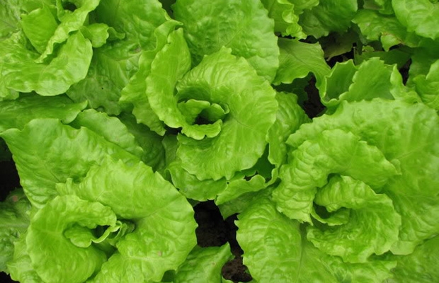 Đà Lạt: 30 ngàn đồng/kg xà lách mỡ