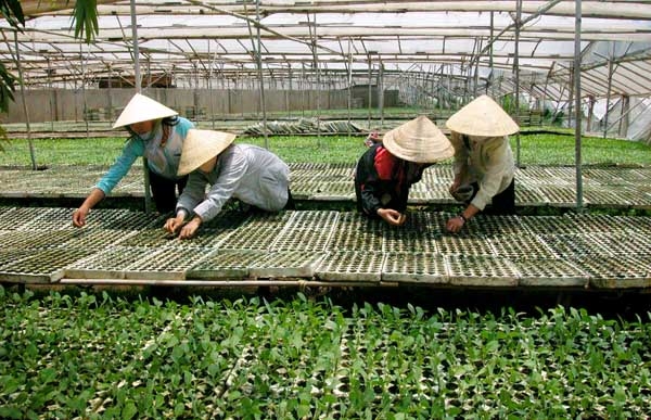Nâng cao chất lượng nguồn nhân lực ngành sản xuất cây giống