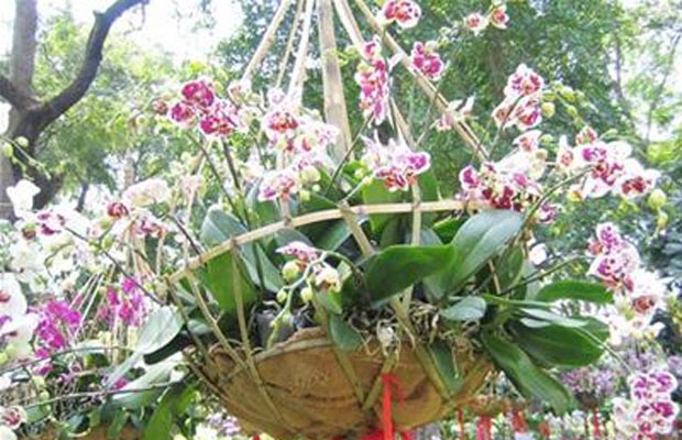 Xuất khẩu hoa sang Hà Lan tăng mạnh