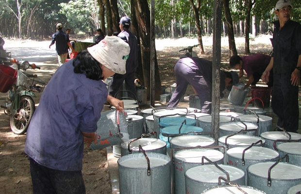 Giá cao su xuất khẩu tăng kỷ lục