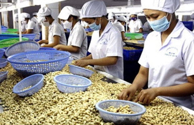 Năm 2010: Kim ngạch xuất khẩu điều trên 1 tỷ USD