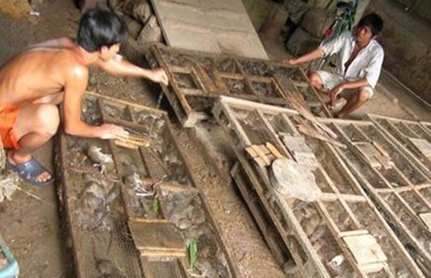 Xóm Chuột quá quen với tiếng chuột kêu chí chóe. Ngày nào cũng thấy các ồng nhốt chuột xếp dài dài theo con đường quê trong xóm.