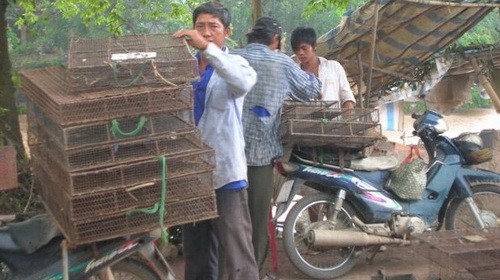 Chợ chuột miền Tây mùa lũ không về