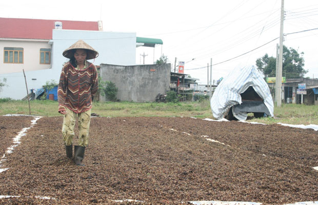 Nhọc nhằn trên sân phơi cà phê