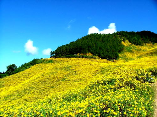 Dã quỳ bạt ngàn dưới đồi thông.