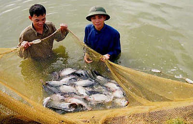 Thêm tôm và cá rô phi của Việt Nam bị đưa vào danh sách đỏ