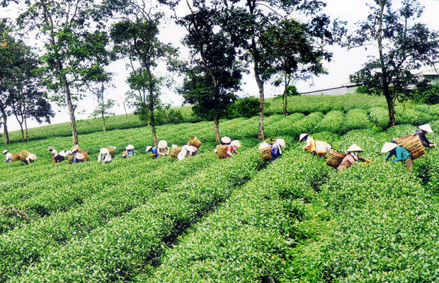 Chương trình Lễ hội Văn hóa trà lần III năm 2010