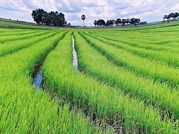 Đối tượng được miễn thuế sử dụng đất nông nghiệp
