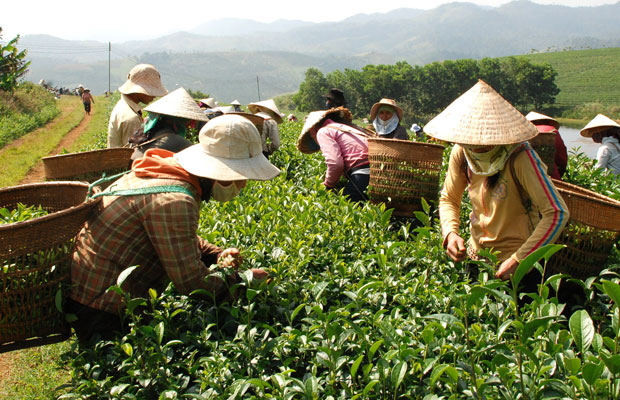 Tìm lại vùng trà &quot;Đã mất&quot;