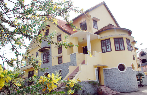 Mimoza - sắc hoa phố núi