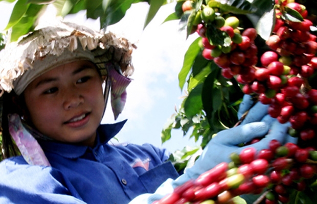Giá cà phê có thể đạt 36.000/kg