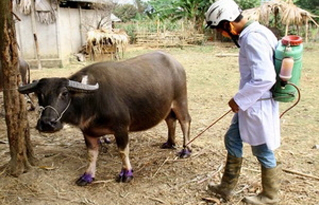Phun thuốc khử trùng tiêu độc cho trâu tại Bắc Kạn.