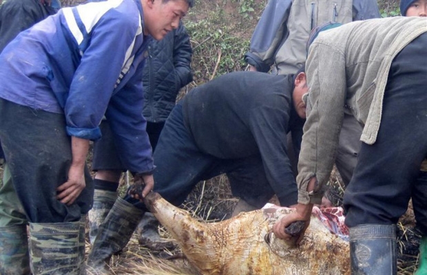 Sa Pa: Số trâu bò chết đang tăng