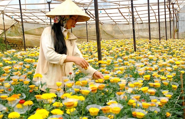 Hoa đồng tiền Đà Lạt chuẩn bị vào vụ thu. Ảnh: tư liệu BLĐ