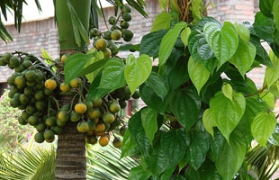 Hương Cau