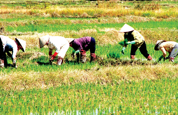 Đất mới Lâm Hà