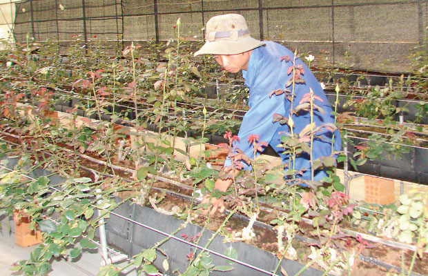 Những cánh đồng bạc triệu