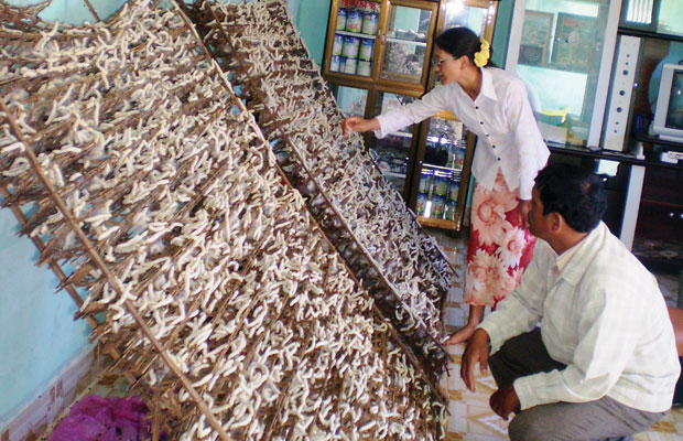 Đưa tằm lên né kéo kén.