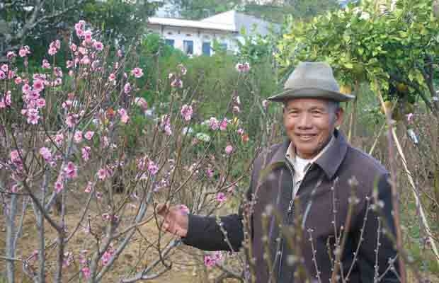 Nhớ hoa đào năm ngoái...