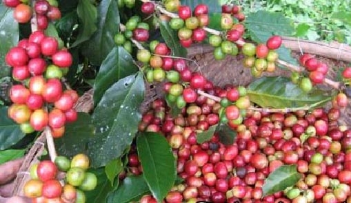  Ca phê Arabica ( Ảnh internet) 
