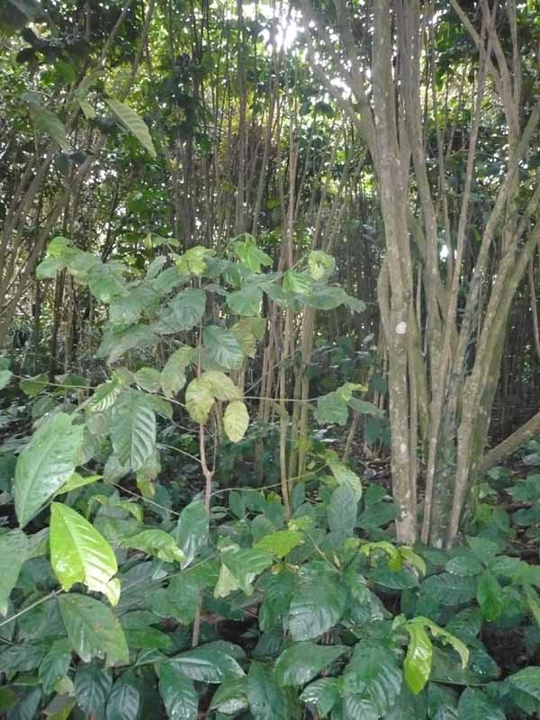 Giống Mokka- cà phê Chồn hay ăn. Ảnh TG.