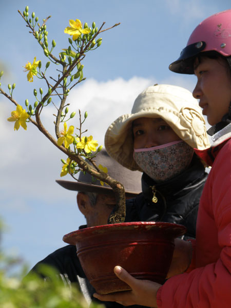 Tâm đắc với thế mai vàng.