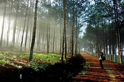 Đến Đà Lạt mùa xuân