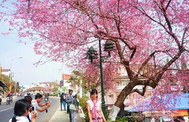 Mai anh đào nở muộn nhuộm hồng phố núi