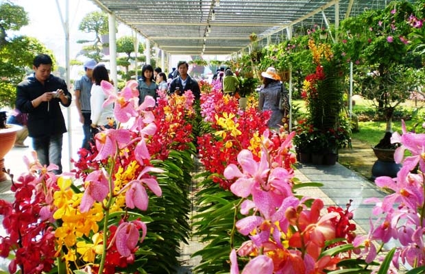 Đà Lạt: Hội hoa Xuân đón trên 66.000 lượt khách tham quan