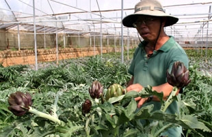 Phát hiện 876 cây thuốc ở Lâm Đồng