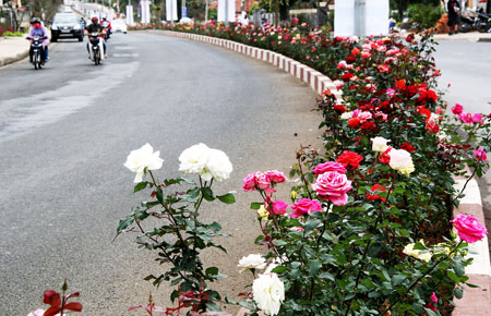 Hoa trên đường phố