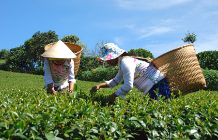 Liên kết trên đồng chè