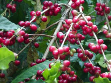 Bổ sung cơ chế, chính sách hỗ trợ tiêu thụ càphê