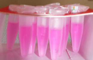 Sản phẩm của tế bào gốc.