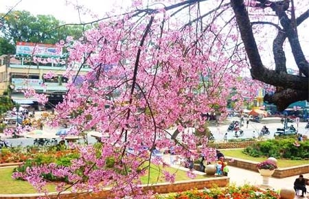 Sắc hoa Đà Lạt